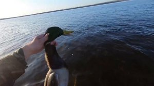 Весенняя охота на гуся и селезня! Первый гусь сезона! День первый / MAX HUNTER