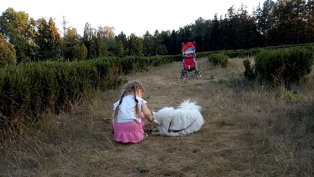 Японский шпиц Бела  и Мария