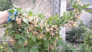 ЯГОДНЫЕ КУСТАРНИКИ РАДУЮТ СВОИМ УРОЖАЕМ. Фрукты-ягоды. Мой опыт.