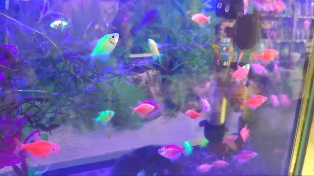 Виды ярких аквариумных рыбок Glofish. смотреть онлайн