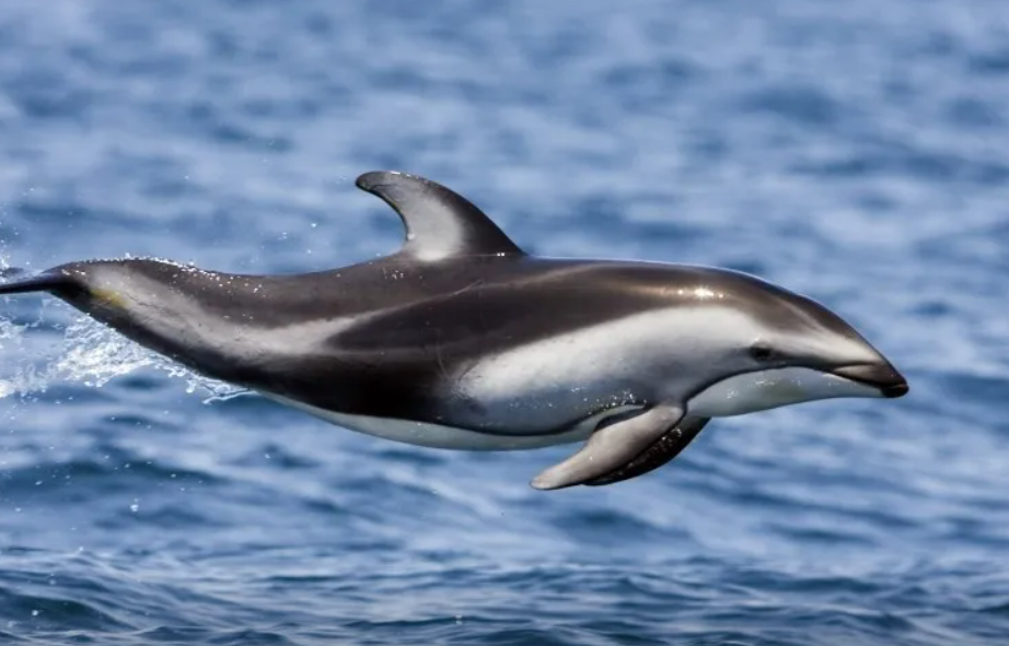 Заплывшего на мелководье дельфина спасли туристы на Курилах