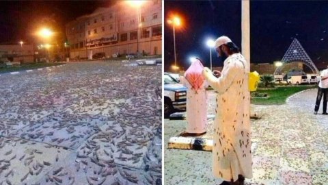 Небо над мечетью в Медине покрылось Саранчой _ Саранча в Саудовской Аравии