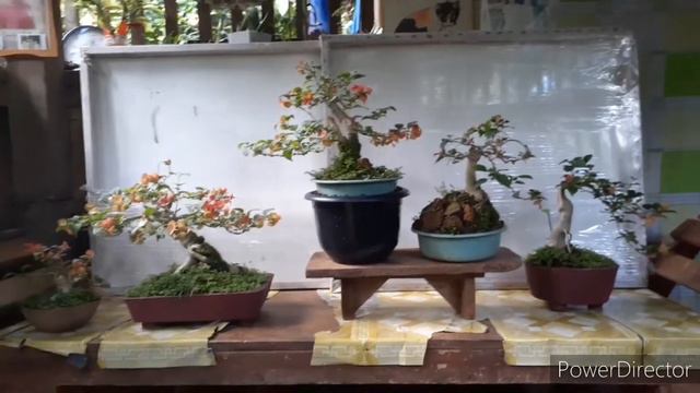 My China Man's Hat Bonsai Collection Update смотреть онлайн