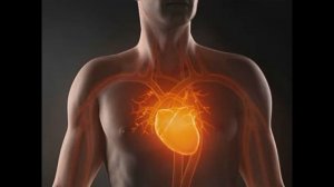 Сердцебиение здорового человека