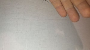 ЛОЖНАЯ ЧЁРНАЯ ВДОВА [Steatoda grossa]