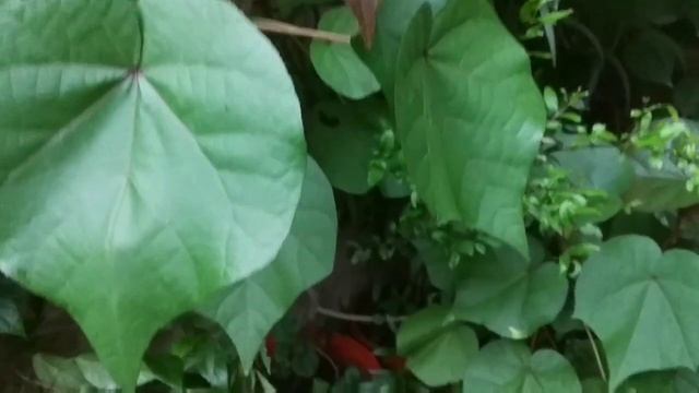 Most beautiful plant ? Copper leaf plants / Acalypha #gardening смотреть онлайн
