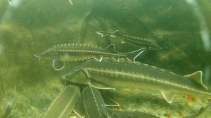 белуги и калуги в водоеме спустя пол года