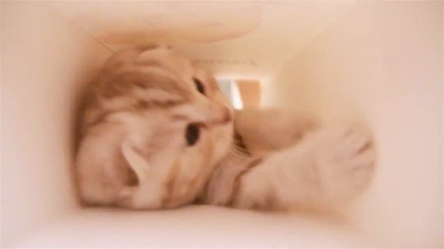 Самые  Смешные Котята!  Самые Потешные Котята!!!!