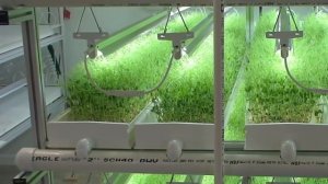 Искусственное освещение для комнатных растений. Ошибки цветоводов.