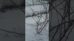 Куст малины, сформированный в виде "дерева"