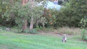 МАМА КЕНГУРУ С ДИТЕМ. ПОЛЬЗА ЛИСТЬЕВ МАНГО. KANGAROO WITH A BABY