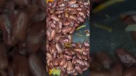 Сытная закуска из фасоли КБЖУ :65/3,8/0,2/12,3 #ппрецепты #закускаовощная
