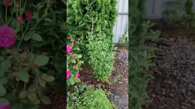 Английские розы в конце июня 2020 смотреть онлайн