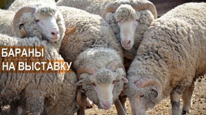 Выставочные бараны породы Ставропольский меринос. Племенной репродуктор ООО Пик Плюс