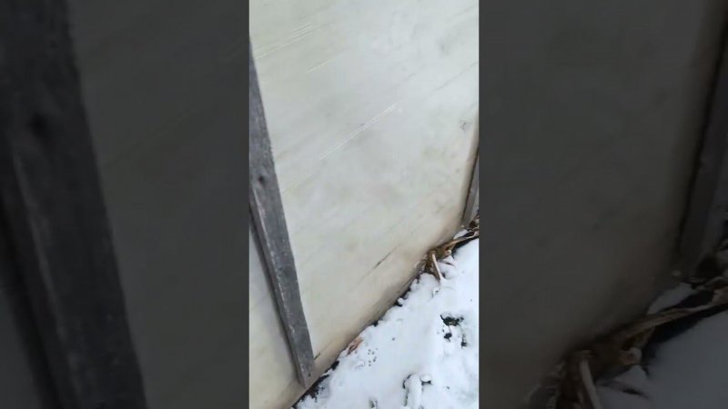 Плети гигантской тыквы на 25 ноября 23 г. Блог о огороде.