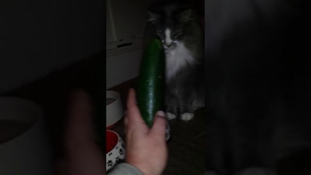 Cats dont hate cucumbers