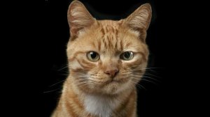 Актинидия. Коты-наркоманы? Или любители!
