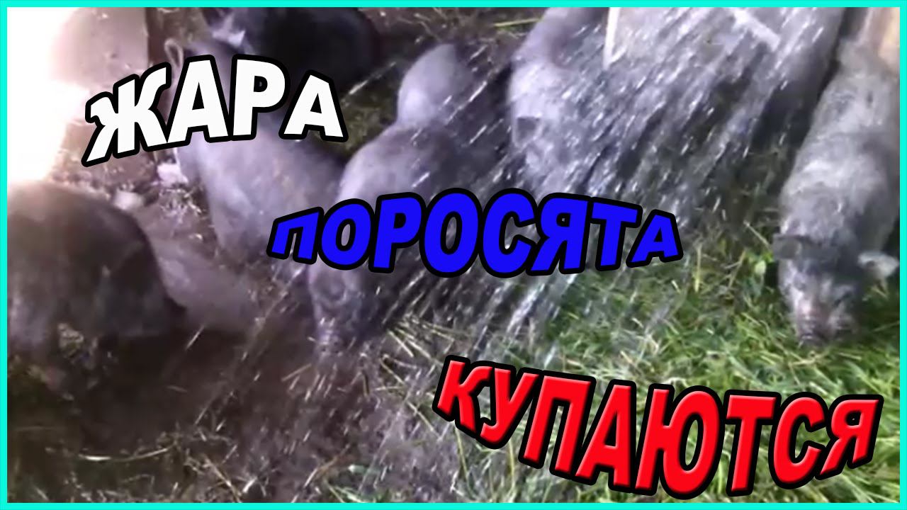 Свиньи купаются / Зауральское  подворье