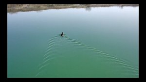 Утки которые не улетели..
