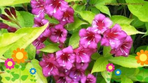 Вейгела цветущая Лоймансей Ауреа. Краткий обзор, описание weigela florida Looymansii Aurea