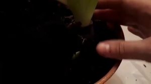 Если вам подарили геоцинты, как за ними ухаживать...