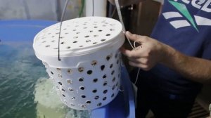 Владивосток 2. Рецепт Как правильно готовить Морепродукты.