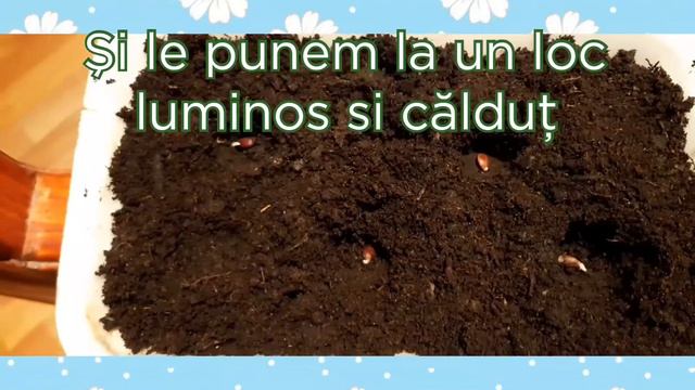 Cum să cresti un pom de la stadiul de sămânță.Part 1. смотреть онлайн