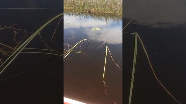 Рыбалка на удочку малая Рязань смотреть онлайн