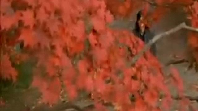 Видеофрагмент фильма Куклы реж Китано К Трегуб смотреть онлайн