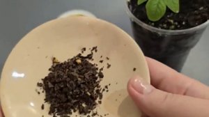 Одна ложка в лунку при посадке помидоров и они сразу же начнут рости, что позволит избежать болезней