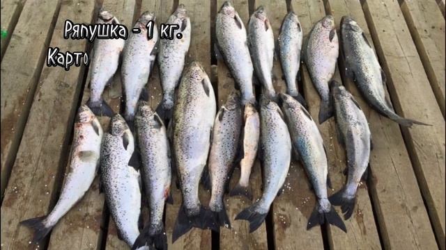 Ряпушка по-вепсски смотреть онлайн