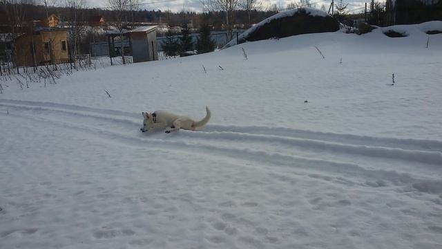 БШО купается в колее снегохода смотреть онлайн