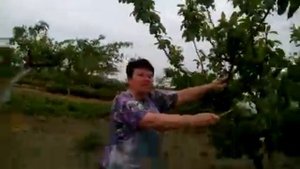 Искусственное опыление
