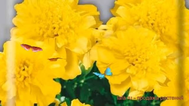 Бархатцы отклоненный Аура желтая (aura zheltaya) ? обзор: как сажать, семена бархатцев Аура желтая смотреть онлайн