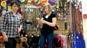 Как правильно использовать строгий ошейник