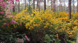 Helsinki rhododendron park