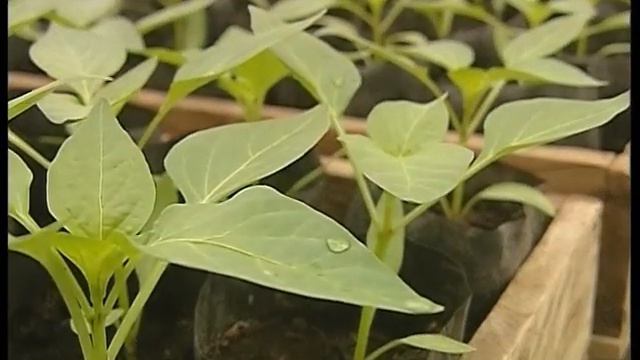 Рассада смотреть онлайн