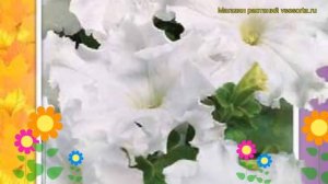 Петуния гибридная фриллитуния F1 белая. Краткий обзор petunia x hybrida, frillytunia F1 belaya