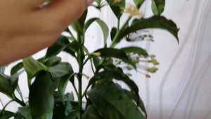 #Хойя мультифлора # хойя #простой уход хойи