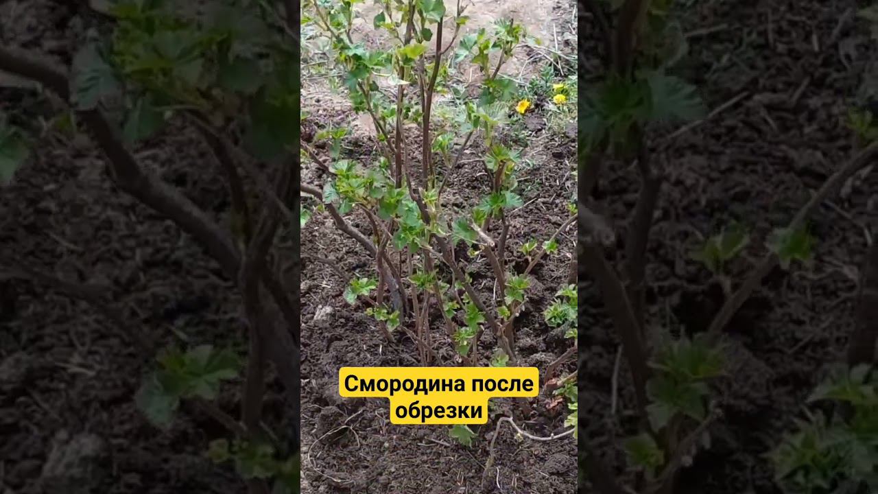 Черная смородина после обрезки. #дача #огород #смородина #обрезкасмородины