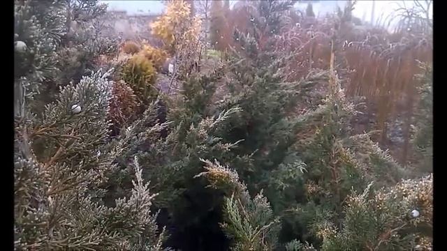 Можжевельник китайский Монарх зимой смотреть онлайн