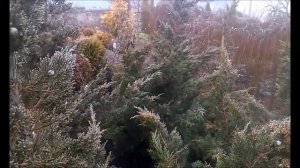 Можжевельник китайский Монарх зимой