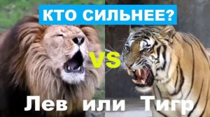 ШОК. ЛЕВ против ТИГРА. Кто сильнее? Лев или Тигр?