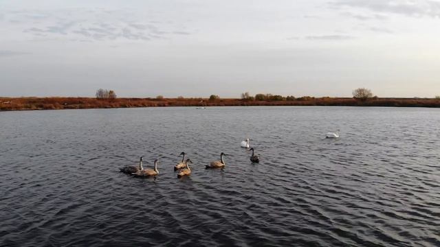 Лебедь-царь птица. [mavic air] смотреть онлайн