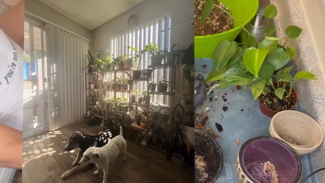 Orchid Collection Update: Phalaenopsis Chat + Repot смотреть онлайн