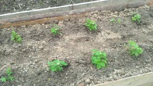 Тёплая грядка для земляники