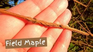 Hazel (Corylus avellana) - Winter Tree Identification for Forest School