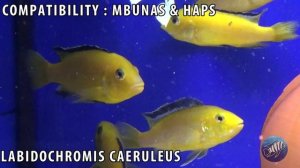 Labidochromis caeruleus - Lake Malawi Mbuna - Yellow lab care