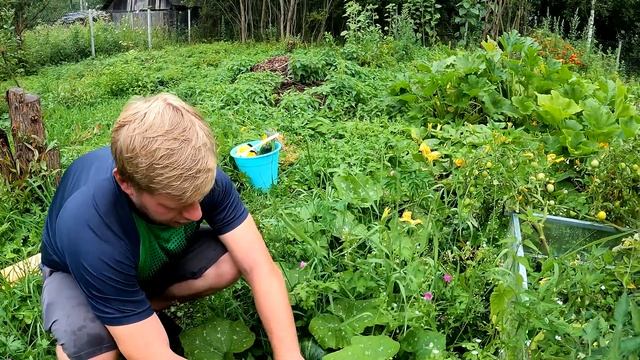 Спеют АРТИШОКИ / Фиолетовый картофель? / #40/2023/ смотреть онлайн