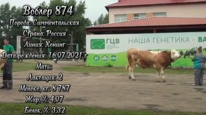 Выводка быков-производителей Симментальской породы